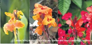  ??  ?? Cannas bring an exotic touch to any garden and have a seemingly endless variety of colours