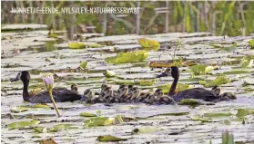  ?? ?? NONNETJIE-EENDE, NYLSVLEY-NATUURRESE­RVAAT