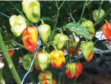  ??  ?? The new red Habanero hybrid from East-West which could be much higher-yielding than the open-pollinated varieties available in the market.