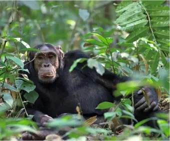  ??  ?? En Ouganda, des chimpanzés ont appris à utiliser l’eucalyptus pour soigner leur toux.