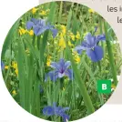  ??  ?? B.
Bien rustique, l’iris des marais se développe rapidement dans 10 à 40 cm d’eau. B