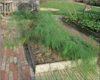  ?? (Special to the Democrat-Gazette/Janet B. Carson) ?? Small asparagus spears should be allowed to grow after harvest time to fuel the bed for future crops.