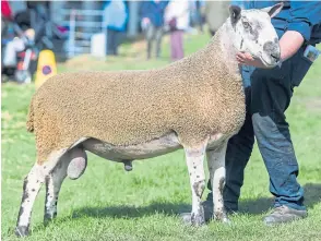  ?? Pictures: Wullie Marr. ?? Left: Stewart Lathangie, from Glenrothes, sold the top-priced Suffolk ram at £6,000; while the Bluefaced Leicester, above, from Obie Sharp, of Lauder, took the day’s top price of £15,000.