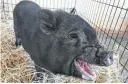  ??  ?? Albert Einswine, a Vietnamese potbellied pig, was found wandering a Southside neighborho­od.