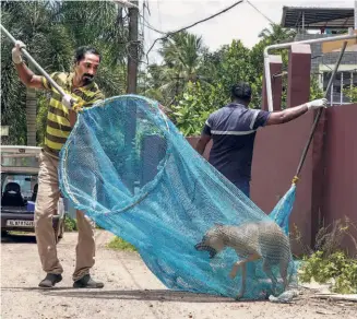  ?? ?? A DOG TRAPPER deployed by the Kottayam municipali­ty captures a stray female for administer­ing anti-rabies vaccine.