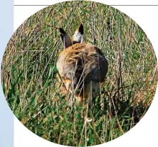  ??  ?? En la provincia de Buenos Aires las perdices (izq.) vienen chicas, debido a la sequía del verano. Están permitidas seis por día y cazador, mientras que liebres (arriba) y patos (abajo) se pueden cazar 10 de cada uno.