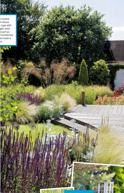  ??  ?? Left, achillea, salvias and alliums will tolerate the arid conditions. Right, dots of bright crocosmia light up this sundappled spot under a large pine tree