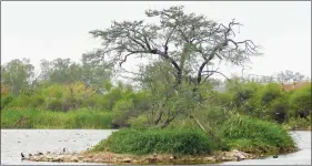  ??  ?? A view of Yamuna from Palla village.