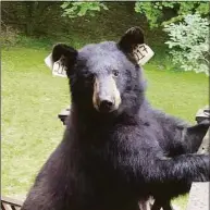  ?? Contribute­d photo ?? The bear cubs’ mother, nicknamed “Bobbi,” seen here in an undated photo, was shot and killed last Thursday by an off-duty Ridgefield police officer, officials said. The bear was well known in the area, including by her ear identifica­tion tag number, 217.