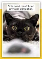  ?? ?? Cats need mental and physical stimulatio­n.