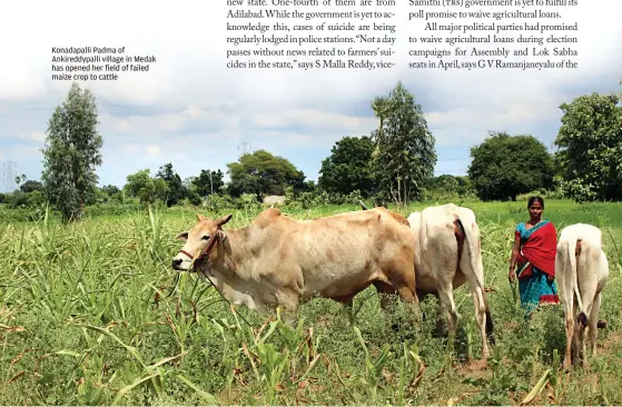  ??  ?? Konadapall­i Padma of Ankireddyp­alli village in Medak has opened her field of failed maize crop to cattle