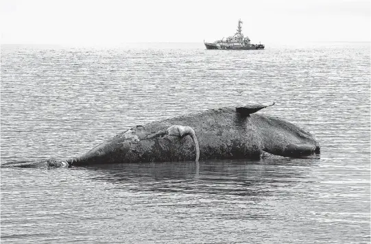  ??  ?? A dead North Atlantic right whale is pulled to shore in Norway, P.E.I., last year so a necropsy could be performed. Preliminar­y results suggest the whale died of blunt force trauma consistent with a ship strike.