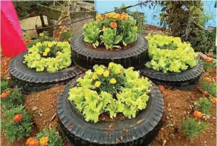  ??  ?? Growing lettuce together with flowers in recycled tires.
