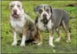  ?? RICK KAUFFMAN — DIGITAL FIRST MEDIA ?? Pit bulls Sinatra, left, and Rasta, right, were lucky to be alive thanks to the quick work of police officers who released the two from the home at 200 S. Penn St. in Clifton Heights.