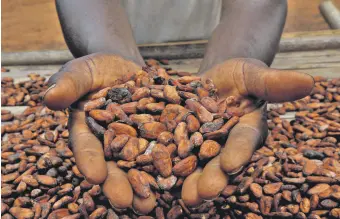  ?? ?? A farmer holds cocoa beans while drying them at a village in Sinfra, Ivory Coast, April 29, 2023.