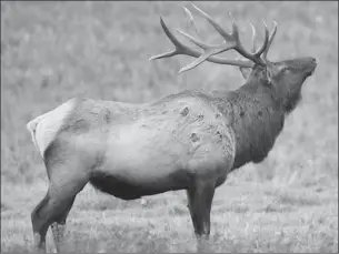  ?? Photo courtesy of Pa. Game Commission ?? The general elk season begins Monday and ends Saturday, Nov. 7, in Pennsylvan­ia.