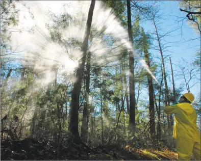  ?? Associated Press file photo ?? Environmen­talists have tried various remedies to save hemlocks from the invasive woolly adelgids. In this 2005 file photo, a forestry technician sprays a mixture of water and a horticultu­ral wax into the Eastern Hemlocks in the Great Smoky Mountains National Park. In Connecticu­t, a researcher recently discovered that prolonged freezes from the Polar Vortex seem to have eradicated the pest.