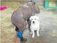  ?? Picture: FACEBOOK ?? INSEPARABL­E: Esme the rhino and David the Anatolian shepherd dog have formed a close bond at an animal rescue centre