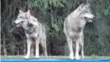  ??  ?? Two wolves are pictured at their enclosure at a park in Eekholt near Itzehoe, northern Germany. — AFP