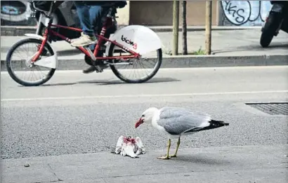  ?? XAVIER CERVERA ?? Una gaviota patiamaril­la se come una paloma cerca de la rambla del Raval de Barcelona