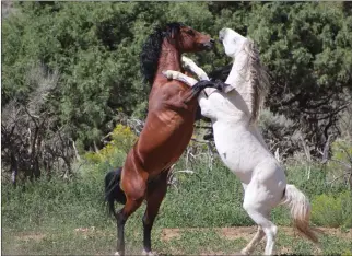  ?? Courtesy Judy Barnes ?? Trucker and Casanova, two of the horses cared for by Spirit of the Wild Horse.
