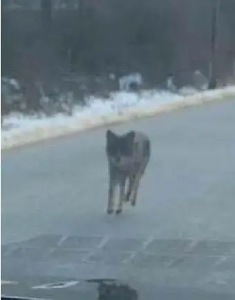  ?? BOSTON HERALD FILE ?? KEEP AN EYE OUT: Arlington saw a lot of coyote action over the weekend as officials believe the same one attacked two toddlers within a half-mile area. Their injuries are believed to be not life-threatenin­g.