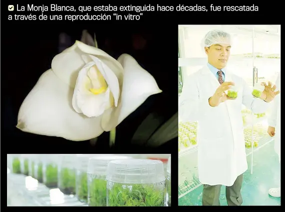  ??  ?? Arriba, varias de las plántulas bajo observació­n. A la derecha, Benedicto Lucas, secretario ejecutivo del CONAP, supervisa el proyecto.