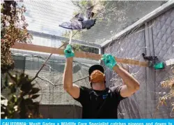  ??  ?? CALIFORNIA: Wyatt Garley a Wildlife Care Specialist catches pigeons and doves to give them a quick health assessment at the Wildlife Center at the San Diego Humane Society. — AFP photos