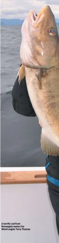  ??  ?? A terrific cod from Norwegian waters for Welsh angler Terry Thomas