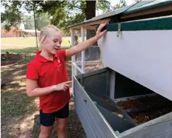  ?? Associated Press ?? ■ Sixth-grader Presley McWilliams opens up a hatch on the chicken coop to check for fresh eggs during class Sept. 19 at St. Cyprian's Episcopal School in Lufkin, Texas. Students at St. Cyprian’s Episcopal School are thinking up new and improved ways to care for their chickens and gardens.