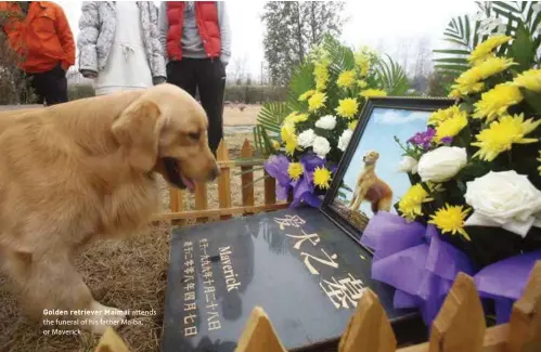  ??  ?? Golden retriever Maimai attends the funeral of his father Maiba, or Maverick