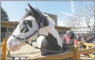  ??  ?? Sia Bart, 15, takes the saddle off Joe after a riding lesson.