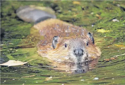  ??  ?? It has been said that farmers are ‘killing as many beavers as possible’. Picture: Sylvie Bouchard.