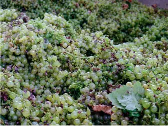  ??  ?? Glera grapes ready for prosecco wine production