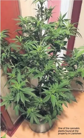  ??  ?? One of the cannabis plants found at the property in Llanishen