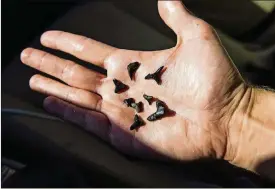  ??  ?? Shark tooth hunting is a popular activity in the Venice area on Gulf Coast beaches.