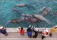  ?? Joe Cavaretta / Associated Press ?? Cool temperatur­es brought dozens of manatees to the Florida Power and Light Manatee Lagoon in Riviera Beach, Fla., on Jan. 19. Experts now consider them “desperatel­y imperiled animals.”