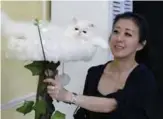  ??  ?? Taiwanese cat breeder Chang Chin-yi plays with one of the many Persian cats she owns, during an interview at her home in New Taipei City. — AFP