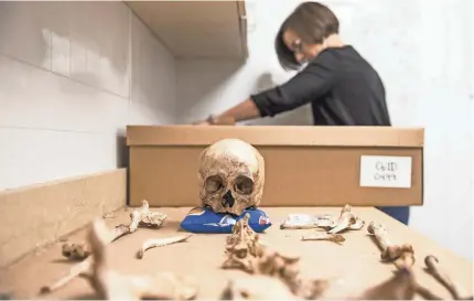  ??  ?? Kate Spradley, founder of Operation Identifica­tion, works at the Forensic Anthropolo­gy Center at Texas State to try to identify the remains of people who died attempting to cross the border. PHOTOS BY MICHAEL CHOW/THE ARIZONA REPUBLIC