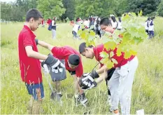  ?? HARLEY DAVIDSON/STANDARD STAFF ?? Tony Gao, from left, Michael Liu, Andy Wang and William Sun, high school students from Beijing, China, plant a red oak tree at the Niagara Glen in Niagara Falls.