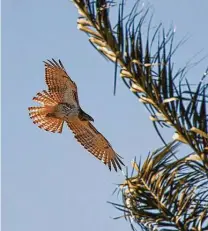  ?? Photos by Kathy Adams Clark / Contributo­r ?? A red-tailed hawk will slightly twist its tail to change direction and fan its tail to soar in wide circles.