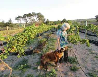  ?? PICTURES: CLINTON MOODLEY ?? DIFFERENT STROKES: Moyna Joseph with Vegas the dog explore the vineyard at THEESCOMBE Estate Wine in Port Elizabeth.