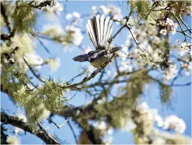  ??  ?? Below left A fantail flutters amongst the tree.