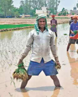  ??  ?? FARM WORKERS from Sitamarhi, Bihar, who arrived in a chartered bus at the persuasion of a farmer, transplant­ing paddy seedlings at Deh Kalan village on the outskirts of Mohali on June 12.