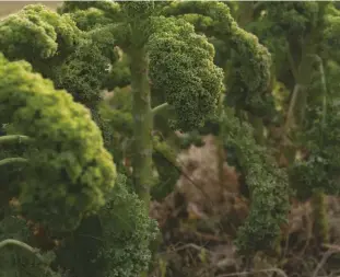  ??  ?? Mature kale (above) grows late in the season.