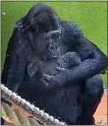  ??  ?? BABY BONDING: Touni with the infant at Bristol Zoo Gardens