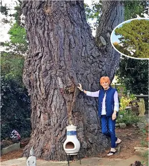  ?? ?? Eileen Paddock has looked after Bath’s last ‘suffragett­te tree’ for decades. It has grown to over 30 metres high but the crown, inset, is damaged