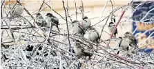  ?? NICK BRANCACCIO ?? These sparrows probably felt more like penguins as they took shelter in a thicket of frozen vines at the Ojibway Nature Centre.