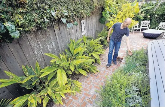  ?? Photograph­s by
Al Seib
Los Angeles Times ?? CAMERON CLARK’S back patio is filled with bananas, guava, passion fruit, ginger and an herb garden, which are fed by water diverted from the clothes washer.