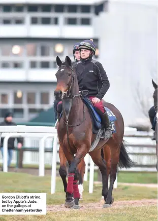  ??  ?? Gordon Elliott’s string, led by Apple’s Jade, on the gallops at Cheltenham yesterday